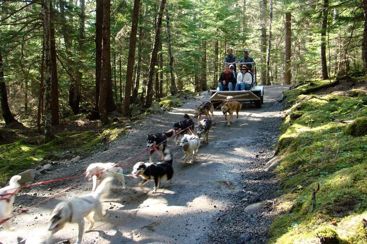 Musher's Camp® & Sled Dog Adventure in Skagway - Photo 1 of 17